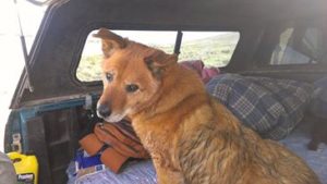 vehicle-life-94-chevy-camping-dog